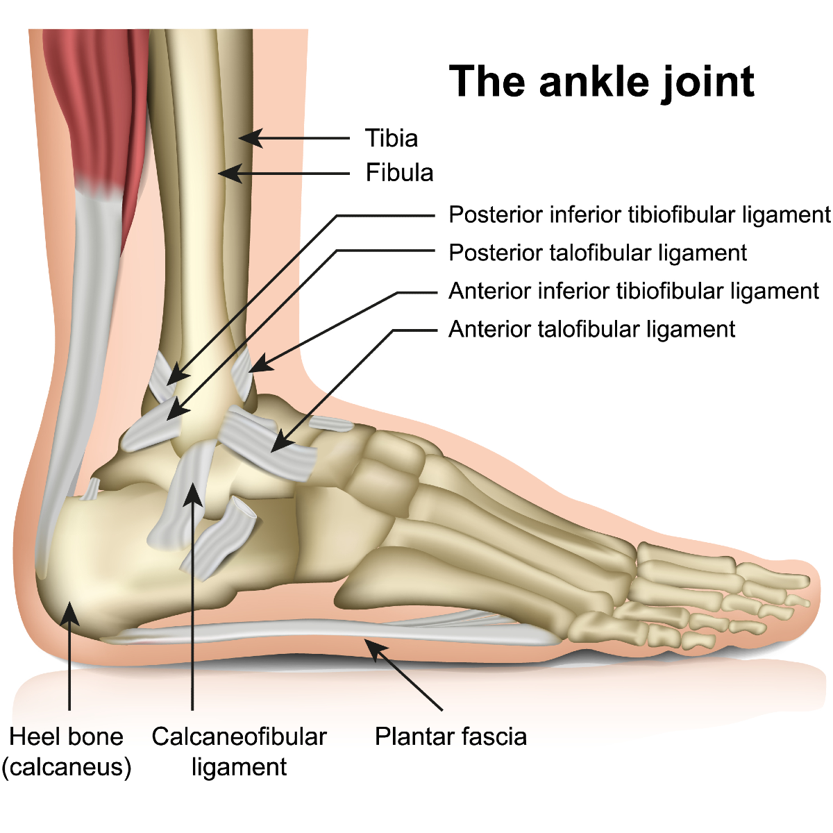 Inside Ankle Pain (Medial) - Symptoms, Causes, Treatment & Rehab