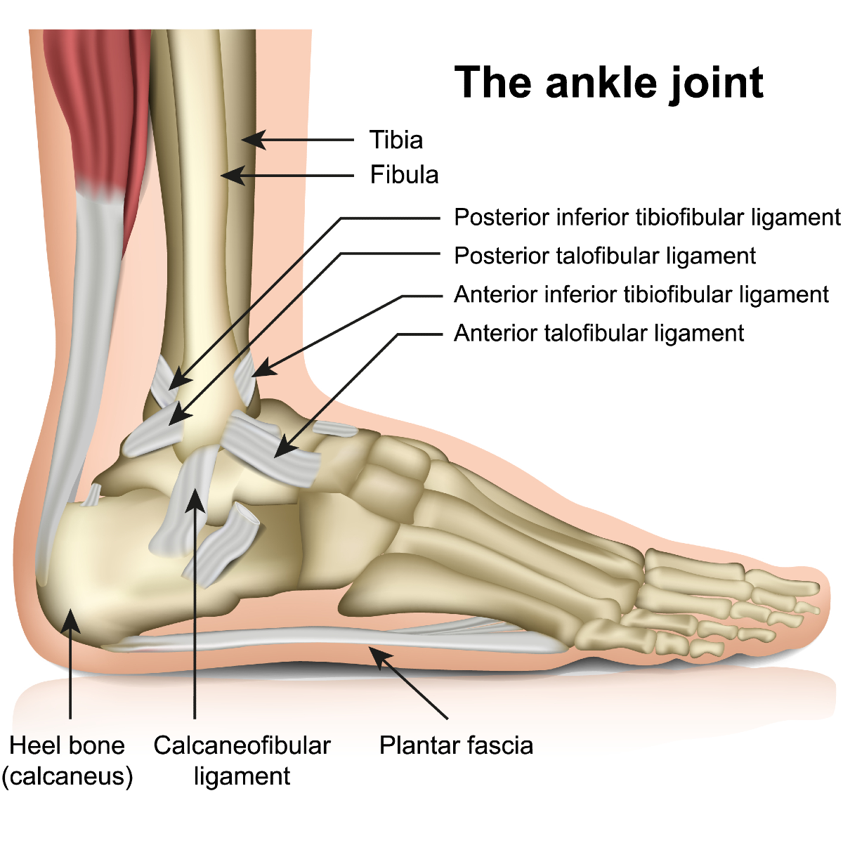 Fractured Ankle - Ankle - Conditions - Musculoskeletal - What We Treat 